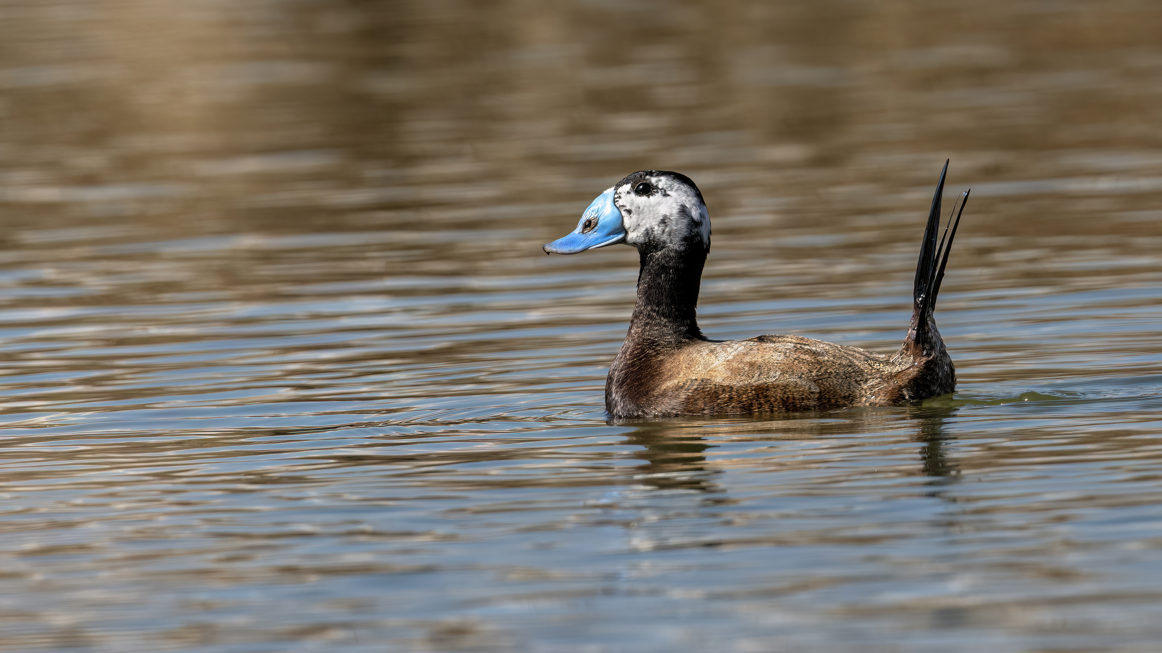 White-headed Duck